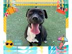 Boxer Mix DOG FOR ADOPTION RGADN-1367388 - SHANE - Boxer / Mixed (medium coat)