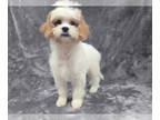 Cavapoo DOG FOR ADOPTION RGADN-1367422 - Becky - Cavalier King Charles Spaniel /