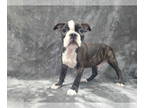 Boston Terrier DOG FOR ADOPTION RGADN-1367432 - Rocky - Boston Terrier (short