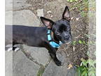 Buggs DOG FOR ADOPTION RGADN-1367434 - Minnie - Mini cutie!