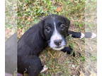 Boxer-Poodle (Standard) Mix DOG FOR ADOPTION RGADN-1367474 - Sues Crew : Julie -