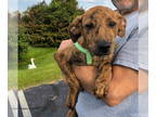 Whippet Mix DOG FOR ADOPTION RGADN-1367478 - Ma Paws : Mason - Whippet / Terrier