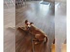 Carolina Dog Mix DOG FOR ADOPTION RGADN-1367489 - Roo - Carolina Dog / Mixed Dog