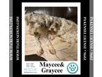 Mix DOG FOR ADOPTION RGADN-1367502 - Graycee (Cee Cee Girls) 090724 -