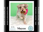 Mix DOG FOR ADOPTION RGADN-1367504 - Maycee (Cee Cee Girls) 090724 - Miniature