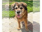 Cocker Spaniel-Spaniel Mix DOG FOR ADOPTION RGADN-1367513 - Kelly - Cocker