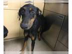Doberman Pinscher Mix DOG FOR ADOPTION RGADN-1367520 - Dog - Doberman Pinscher /