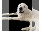Great Pyrenees Mix DOG FOR ADOPTION RGADN-1367524 - Apollo - Great Pyrenees /