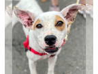 Mix DOG FOR ADOPTION RGADN-1367526 - Joy - Retriever Dog For Adoption