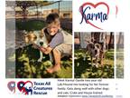 Labrador Retriever Mix DOG FOR ADOPTION RGADN-1367537 - Karma - Labrador