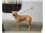 American Pit Bull Terrier Mix DOG FOR ADOPTION RGADN-1367548 - CAMPER - Pit Bull
