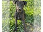 Labrador Retriever DOG FOR ADOPTION RGADN-1367553 - Penny - Labrador Retriever
