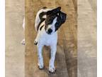 Rat Terrier DOG FOR ADOPTION RGADN-1367555 - Avery - Rat Terrier Dog For