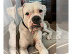 Boxer DOG FOR ADOPTION RGADN-1367556 - Guido - Boxer Dog For Adoption