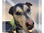 Chinese Shar-Pei Mix DOG FOR ADOPTION RGADN-1367567 - DAISEY -Urgent!