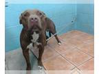 American Pit Bull Terrier DOG FOR ADOPTION RGADN-1367585 - RUEBEN - Pit Bull