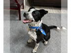 Borador DOG FOR ADOPTION RGADN-1367603 - Princess - Border Collie / Labrador