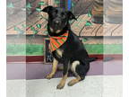 German Shepherd Dog Mix DOG FOR ADOPTION RGADN-1367605 - Kennedy - Shepherd /