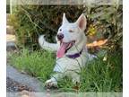 Mix DOG FOR ADOPTION RGADN-1367635 - *ORCHID - Husky (medium coat) Dog For