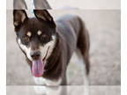 Siberian Husky Mix DOG FOR ADOPTION RGADN-1367641 - WYATT* - Siberian Husky /