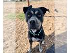 Catahoula Leopard Dog-Siberian Husky Mix DOG FOR ADOPTION RGADN-1367643 - MAGGIE