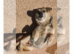German Shepherd Dog DOG FOR ADOPTION RGADN-1367666 - Ophelia (Courtesy post) -