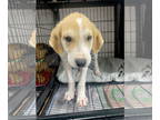 American Foxhound-Beagle Mix DOG FOR ADOPTION RGADN-1367678 - CRICKET aka