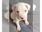 American Pit Bull Terrier Mix DOG FOR ADOPTION RGADN-1367688 - Saltine - Pit