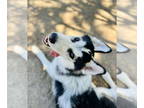Mix DOG FOR ADOPTION RGADN-1367698 - Indy - Husky (medium coat) Dog For