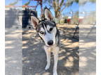 Mix DOG FOR ADOPTION RGADN-1367699 - Liberty - Husky (short coat) Dog For