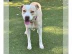 American Pit Bull Terrier Mix DOG FOR ADOPTION RGADN-1367787 - SMUCKERS -