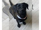 Beagle DOG FOR ADOPTION RGADN-1367827 - LILY #4 - Beagle (short coat) Dog For