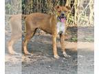 Boxer Mix DOG FOR ADOPTION RGADN-1367834 - April - Awesome lady!