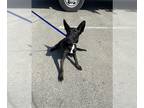 Australian Kelpie Mix DOG FOR ADOPTION RGADN-1367837 - *JET - Australian Kelpie