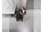 Bullboxer Pit DOG FOR ADOPTION RGADN-1367852 - DONNIE - American Pit Bull