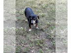 Dachshund DOG FOR ADOPTION RGADN-1367863 - Molly (dachshund) - Marvelous Pup!