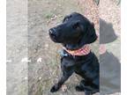 Retriever Mix DOG FOR ADOPTION RGADN-1367909 - Davenport - Retriever / Mixed