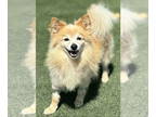 Pomeranian DOG FOR ADOPTION RGADN-1367933 - Sunny - Pomeranian (long coat) Dog
