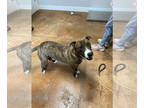 Shollie DOG FOR ADOPTION RGADN-1367948 - Elsa - German Shepherd Dog / Border