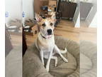 Akita-Huskies Mix DOG FOR ADOPTION RGADN-1367972 - Momo - Akita / Husky / Mixed