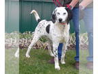 Dalmatian Mix DOG FOR ADOPTION RGADN-1367983 - Rescue Onyx - Dalmatian / Hound /