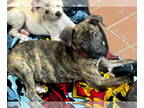 Black Mouth Cur Mix DOG FOR ADOPTION RGADN-1368007 - Zeus - Black Mouth Cur /