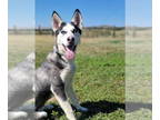 Huskies Mix DOG FOR ADOPTION RGADN-1368015 - Jake - Husky / Mixed Dog For