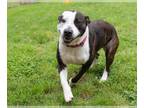 American Pit Bull Terrier Mix DOG FOR ADOPTION RGADN-1368022 - BELLA - Pit Bull