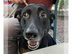 Shepradors DOG FOR ADOPTION RGADN-1368046 - ROSE - Labrador Retriever / German