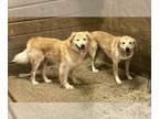 Golden Retriever DOG FOR ADOPTION RGADN-1368068 - Sophie & Russell - Golden