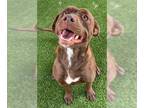 Labrador Retriever Mix DOG FOR ADOPTION RGADN-1368077 - GODIVA - Labrador