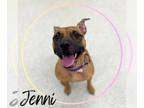 Black Mouth Cur Mix DOG FOR ADOPTION RGADN-1368127 - JENNI - Black Mouth Cur /