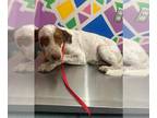French Brittany Spaniel Mix DOG FOR ADOPTION RGADN-1368128 - HAGER - French