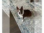 Boston Terrier DOG FOR ADOPTION RGADN-1368130 - Miss Bella - Boston Terrier